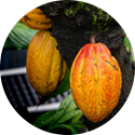 Cacao.png