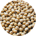 Soybeans.png