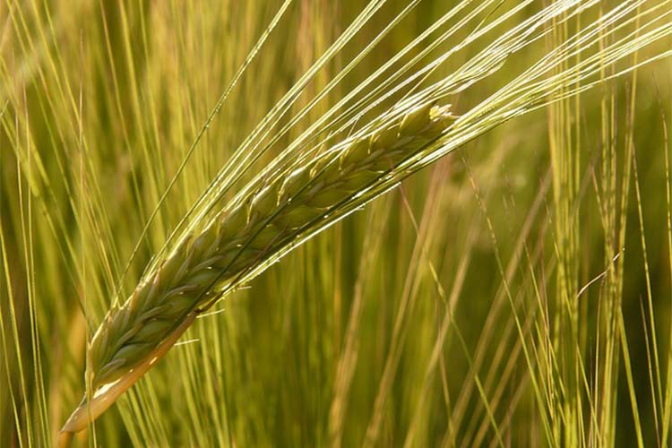 In Pictures: Strong rainfall supports record crop yield in 2016