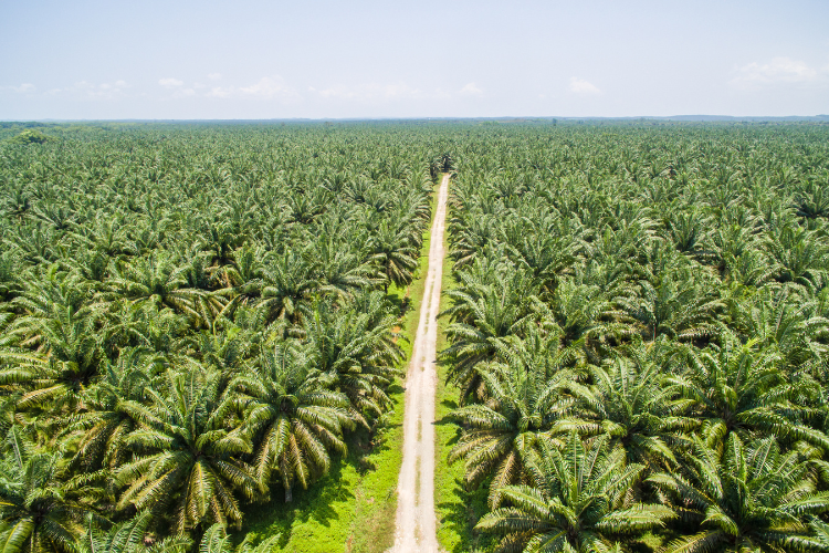 NGIS to develop a new traceability system for enhanced trade and regulatory compliance for Palm Oil