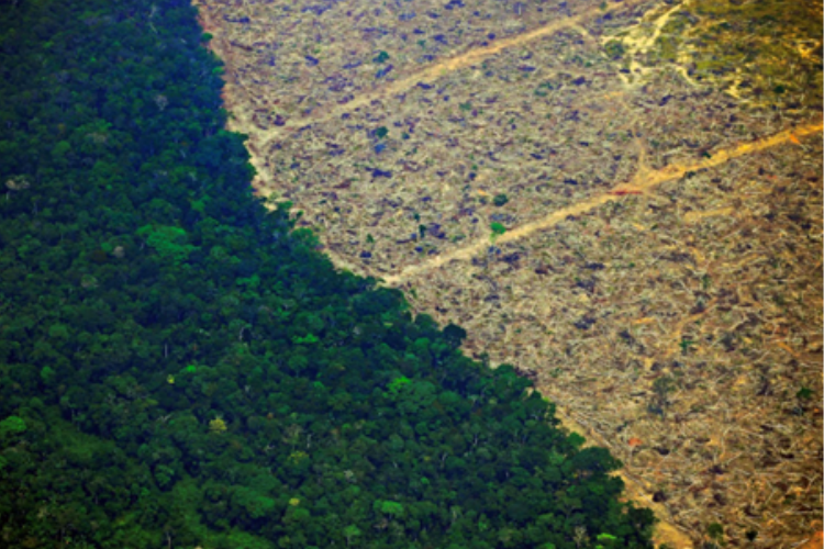 European Parliament pass bill to ban imports of deforestation-linked commodities